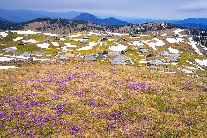 Velika planina，欧洲斯洛文尼亚的大牧场高原，有很多小屋，一些雪，藏红花和多云的天空。